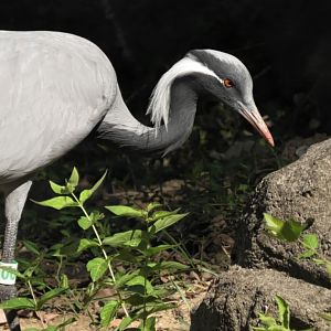 Demoiselle crane again