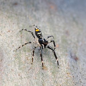 Golden-tailed Jumping Spider, Astia maculata