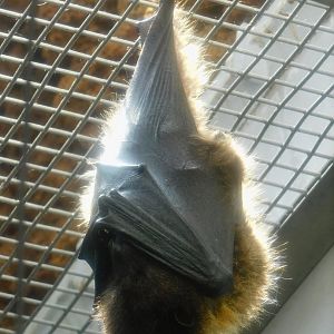Orii's Flying Fox (Pteropus dasymallus inopinatus) May 3, 2025