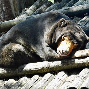 Sun Bear (Helarctos malayanus) May 3, 2025　