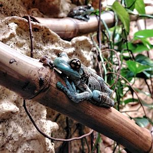 Mission golden-eyed tree frog