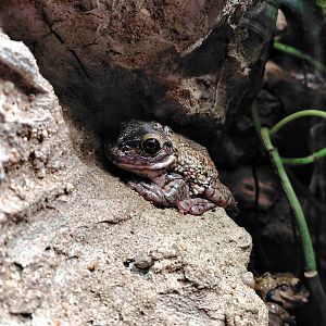 Black-spotted casque-headed treefrog