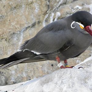 Inca tern (Larosterna inca) May 3, 2025