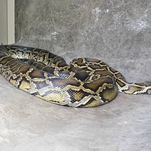 Burmese Python (Python bivittatus) May 3, 2025
