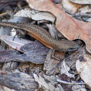 Lively Rainbow Skink