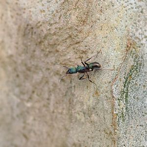 Green-head Ant