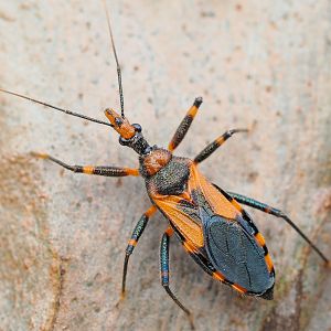 Havinthus rufovarius