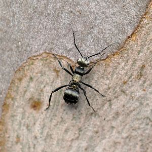 Daemel's Spiny Ant