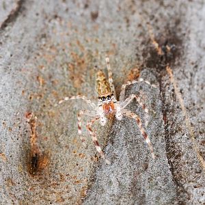 jumping spider, Helpis sp.