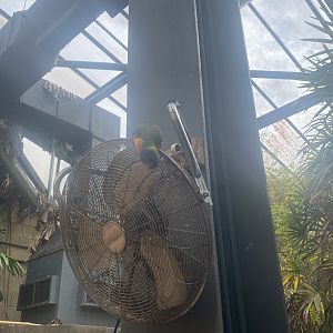 Rainbow lorikeet image 1