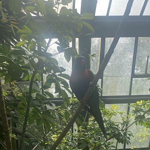 Rainbow lorikeet image 2