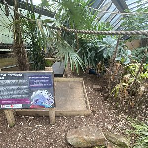 Victorian crowned pigeon