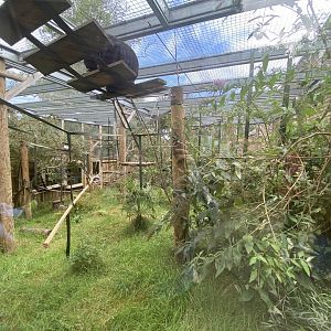 Howler monkey outdoor enclosure
