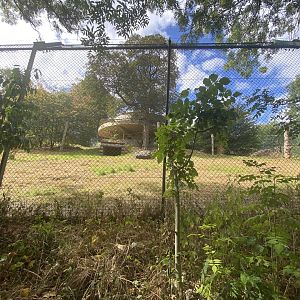 Asiatic lion enclosure