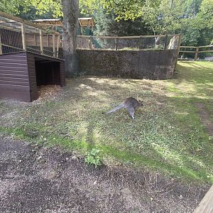 Red necked wallaby