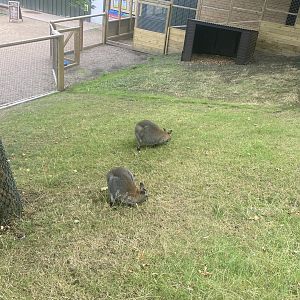 Red necked wallabies