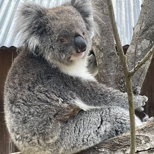 Southern Koala