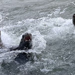 Sea Lion Chase!