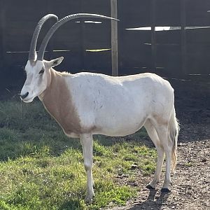 Scimitar-Horned Oryx