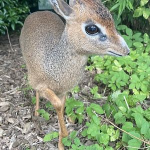 Kirk’s Dik-Dik Close up