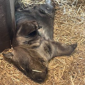 Southern Hairy-Nosed Wombat