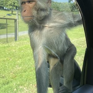 Rhesus Macaque