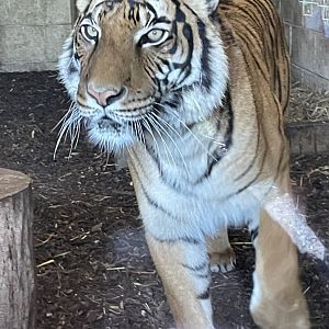 Female Malayan Tiger, Sahaja
