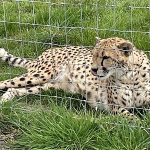 Female Cheetah