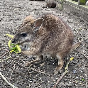 Juvenile Parma Wallaby