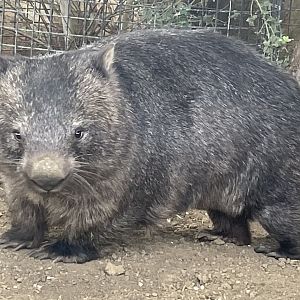 Common Wombat