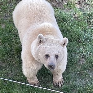 Female Syrian Brown Bear, Laika