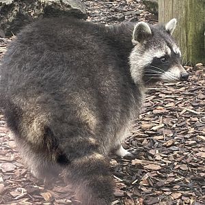 North American Raccoon