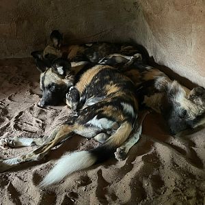 Pile of Painted Dogs