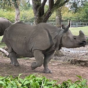 Female Greater One-Horned Rhino, Asha