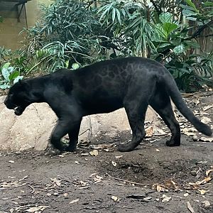 Female Melanistic Jaguar, Inka