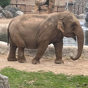 Female Asian Elephant, Maya