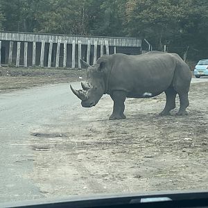 Southern white rhino