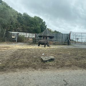 Southern white rhino