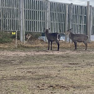 Water bucks and a lioness
