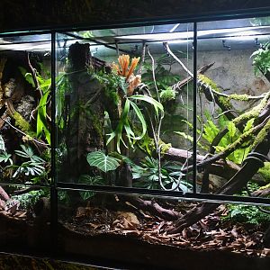 Revamped displays at Reptopia