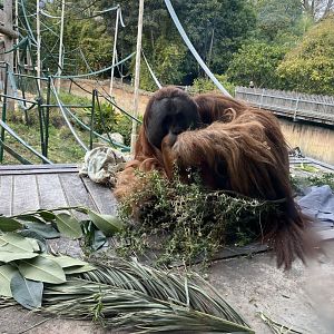 Malu - Sumatran Orangutan
