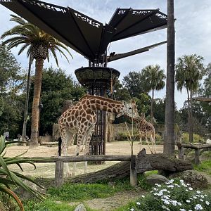 Iris - Female Giraffe