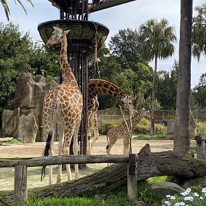 Giraffes