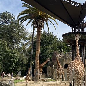 Giraffes