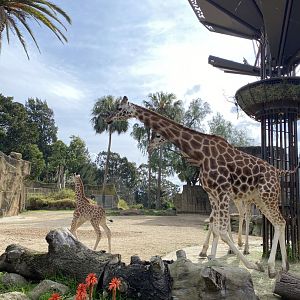 Klintun chasing Tambi