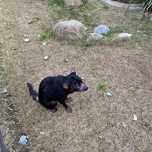 Tasmanian Devil