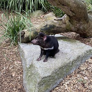 Tasmanian Devil