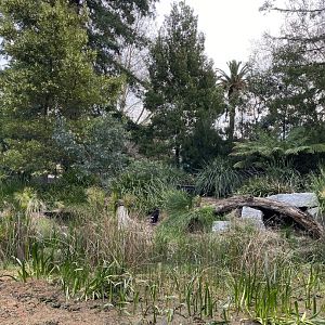 Tasmanian Devil enclosure