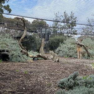 Snow Leopard enclosure