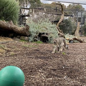 Kang Ju - male Snow Leopard